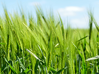 从化良口农地转让